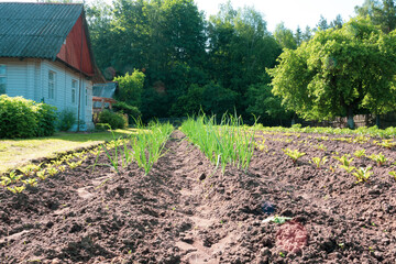 A plowed field near a house in the village. Deep furrows on which onions, potatoes, beets grow. Cultivated field, agricultural crops.