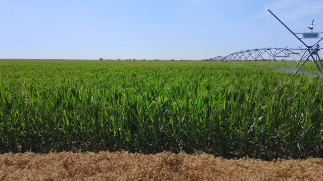 Sliding drone shot of irrigation system on agricultural corn field helps to grow plants in the dry season. Landscape, rural scene