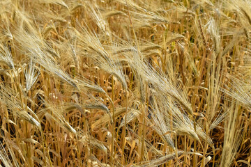 valley, fresh, country, scenic, scene, grow, bright, barley, healthy, countryside, autumn, beautiful, dry