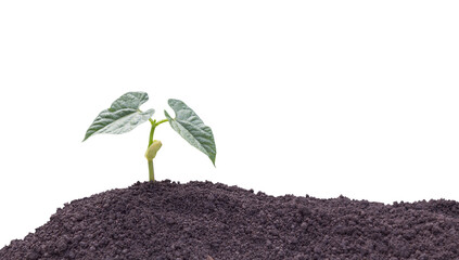 isolate of bean sprout that came out of the ground