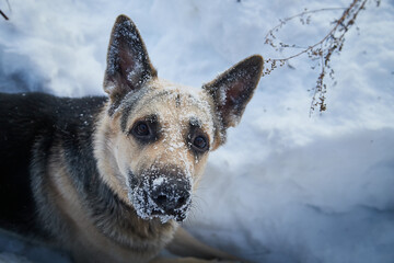 Dog German Shepherd outdoors on a white snow in a winter day. Russian guard dog Eastern European Shepherd in nature landscape