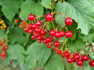 red berries of viburnum