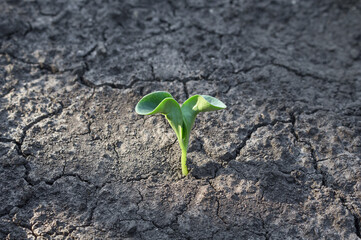 a zucchini sprout sprouts through the dry ground