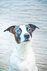 Pets love animals dogs dog