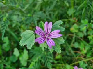 Meadow wild flowers in spring and summer