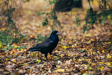Crow in the autumn park