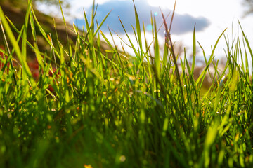 Grass and sunlight. Nature or carbon neutrality or environment background photo