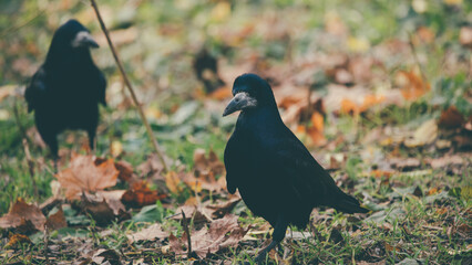 Crow in the autumn park