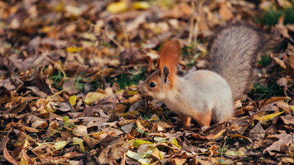 Squirrel in the autumn park