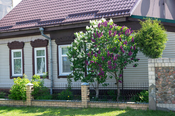 Beautiful lilac flowers with selective focus. Violet lilac flower with blurred green leaves. Blooming lilac bush with a delicate tiny flower.