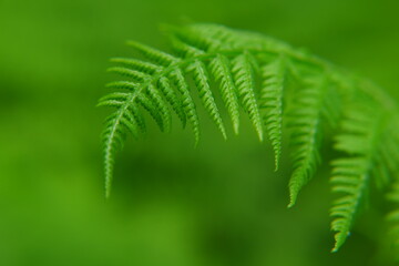 A gently green young fern twig on a blurry background, a ready-made screensaver or background.