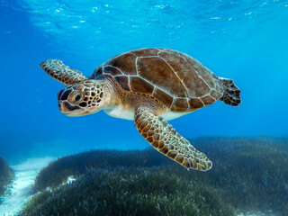 Chelonia mydas - Groene zeeschildpad van het eiland Cyprus