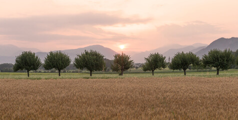 Wheat field on a summer evening. 