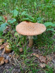 mushroom in the forest