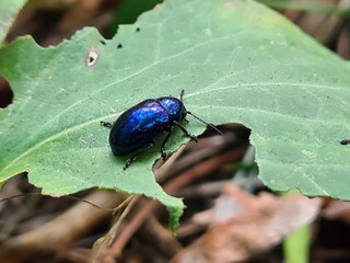 bug on leaf