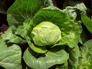 Green fresh cabbage in the garden.