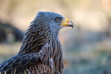 Close-up of the head of the red kite, milvus milvus