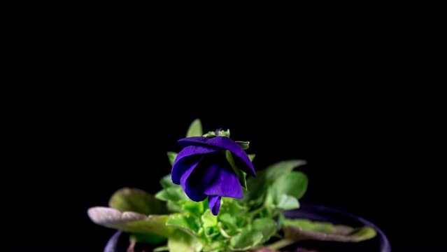 Time lapse of Opening Violet Pansy Flower (Viola Tricolor) Isolated on Black Background. Blue Garden Pansy as Common European Wild Flower Blooming in Pot