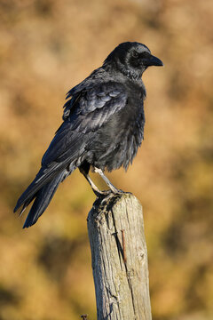 Black raven, corvus corone, perched on a wooden stake.