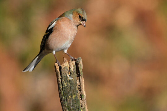 Curious common chaffinch sitting on wood