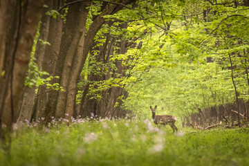 Beautiful deer in the middle of road in the forest during summer time