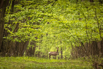 Beautiful deer in the middle of road in the forest during summer time