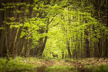 Fototapeta premium Beautiful deer in the middle of road in the forest during summer time