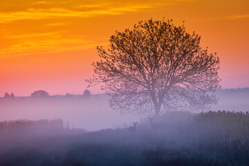 Obraz premium Single tree in rape field with beautiful and colorful sunrise in background