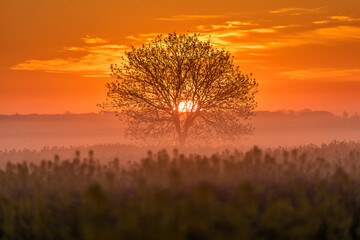 Single tree in rape field with beautiful and colorful sunrise in background