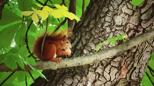 Cute red squirrel on a tree eating nut, animals and nature