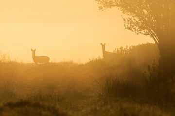 Beautiful deer in a rape field during sunrise