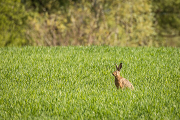 Wild rabbit in the green grass durin summer time with forest in background