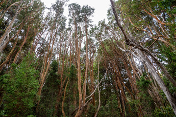 Fototapeta premium Arrayanes - Luma Apiculata - Forest in Puerto Quetrihué within Los Arrayanes National Park, Argentina