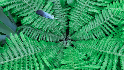 Green background shuttlecock-fern. Spiral fern Matteuccia is a genus of ferns with one species: Matteuccia struthiopteris, common names ostrich fern, violin fern