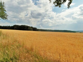 feld, natur, gras ,himmel, landschaft