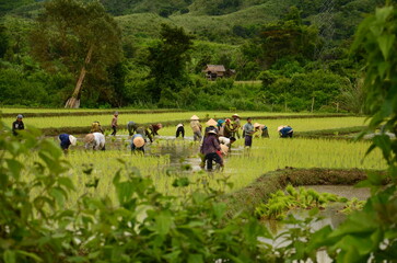 Rice field and mountains. Beautiful rural landscape. Vang Vieng, Laos. farmer planting rice