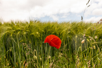 One poppy flower on the background of a wheat field
