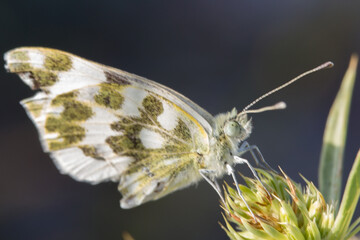 Mariposa Pontia Edusa recolectando nectar de una flor o cardo