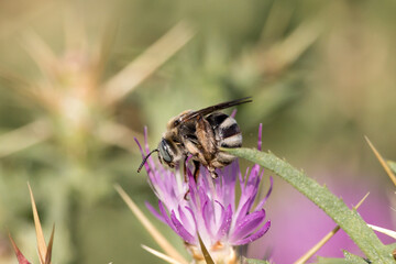 Abeja amegilla polinizando flor  de planta Centaurea