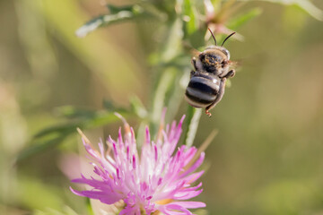 Abeja amegilla volando