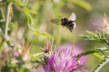 Abeja amegilla polinizando flor  de planta Centaurea