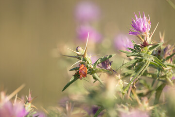 Bonito conjunto floral de planta centaurea con insecto carpocoris