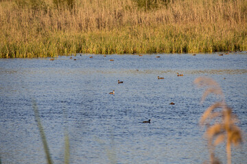Paisaje de la Albufera de Gaianes realizado con objetivo de 35mm