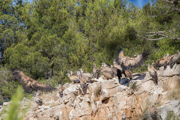 Reunion de Buitres Leonados en el Parc Natural dels Voltors, Alcoy, Sierra de Mariola