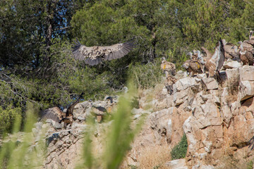 Reunion de Buitres Leonados en el Parc Natural dels Voltors, Alcoy, Sierra de Mariola