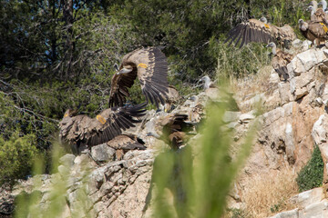 Reunion de Buitres Leonados en el Parc Natural dels Voltors, Alcoy, Sierra de Mariola