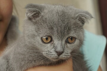 Young gray scottish fold cat in hands