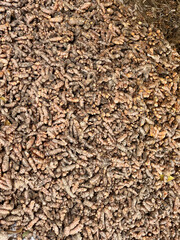 Freshly harvested turmeric