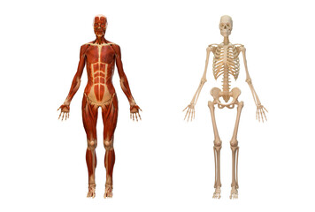 Anatomy of muscular and skeleton system isolate on white background with clipping path,3D rendering