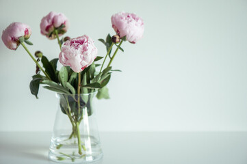 Beautiful pastel pink peonies bouquet in vase on white background